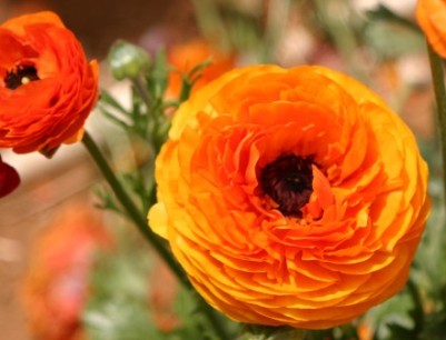Ranunculus spp