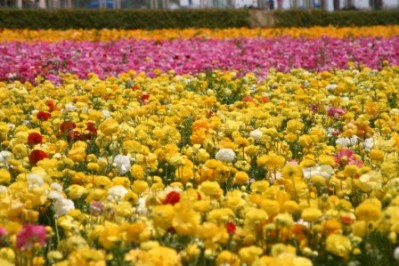 Ranunculus Fields in Carlbad California
