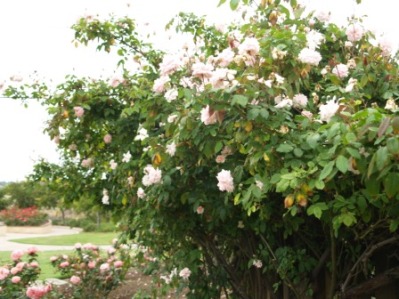 Cecille Brunner Climbing Rose - Rosa 'Cecille Brunner, Cl.'