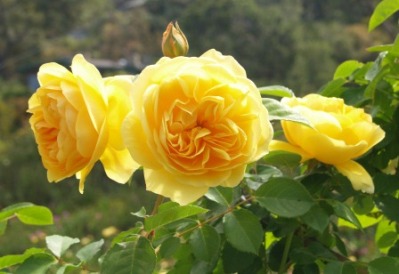 Graham Thomas Rose