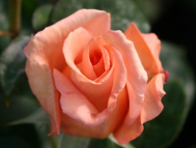 Sunset Celebration Rose