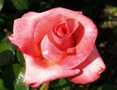 Rosa hybrid 'Touch of Class'