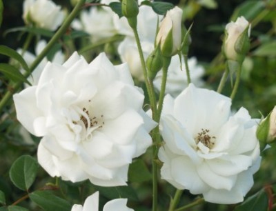 Iceberg Rose