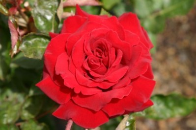 Ingrid Bergman Rose