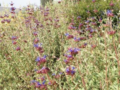 Celestial Blue Sage - Salvia x sp 'Celestial Blue'