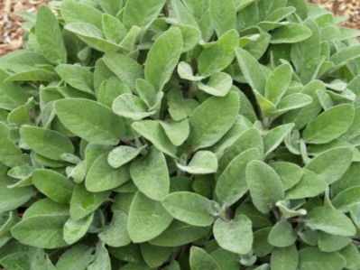 Salvia officinalis 'Berggarten'