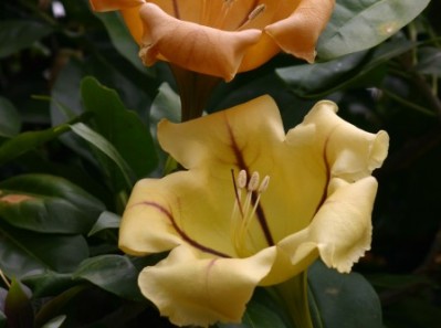 Cup-of-Gold Vine - Solandra maxima