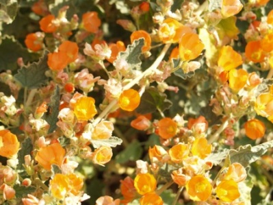 Desert Mallow - Sphaeralcea ambigua