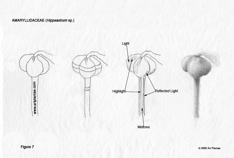 Amaryllis Fruit