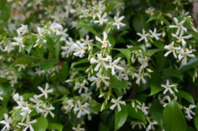 Star Jasmine - Trachelospermum jasminoides