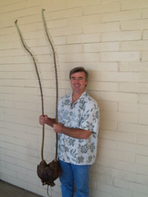 Jim Threadgill with Urginea maritima