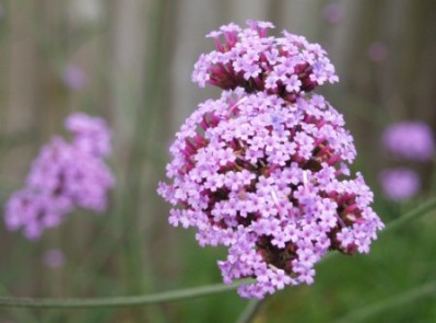 Verbena bonariensis