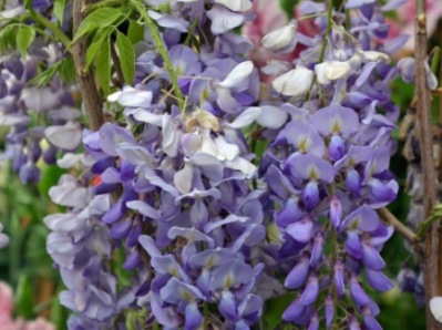 Chinese Wisteria