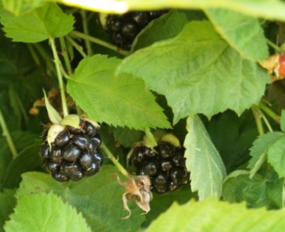 Youngberry - Rubus ursinus 'Young'