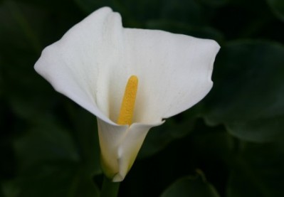 Zantadeschia spp