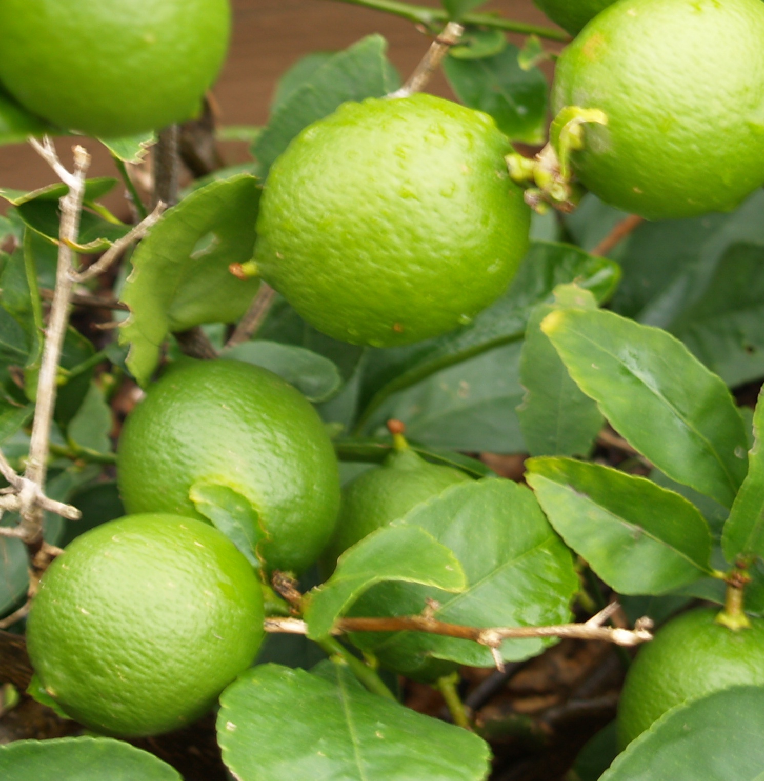 [image] Lime