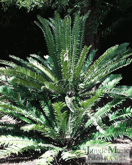 encephalartos_natalensis_0012