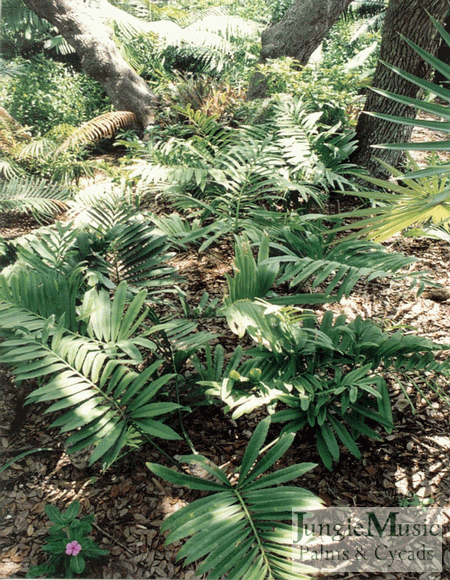stangeria_eriopus_001