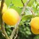 thumb_goldkist_apricot2
