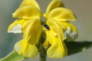 Tumbling Flower Beetle Tumbling_Flower_Beetlesm