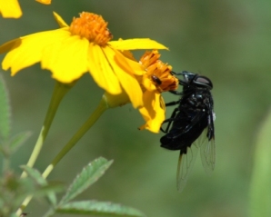 Bee Fly beeflysm