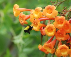 Bumble Bee bumblebeesm