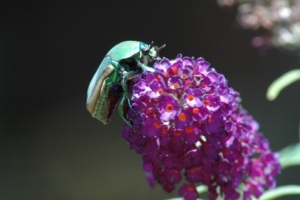 Green Fig Beetle greenfigbeetlesm