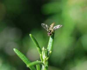 Hover Fly hoverflysm