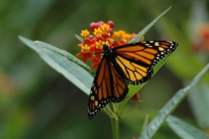 Monarch Butterfly monarchsm