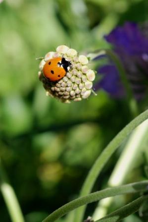 Seven Spot Lady Beetle sevenspotladybeetlesm
