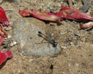 Thread Wasted Wasp threadwastedwaspsm