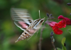 White Lined Sphinx whitelinedsphinxsm