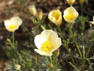 Eschscholzia californica 'White Linen'