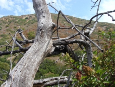 Valley Oak