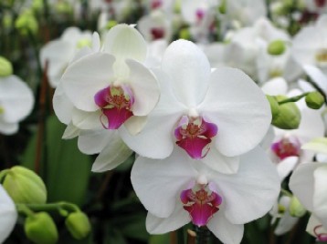 silver_vase__inc._orchid_-_white_with_purple_center_1_.jpg