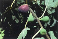 aug_fig_34.jpg