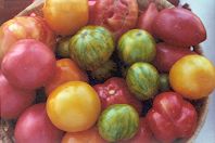 aug_tomatoes.jpg