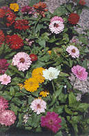 fall_zinnias_36.jpg