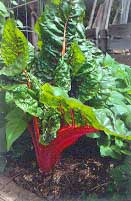 jan_chard_red.jpg
