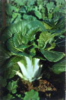 mar_bokchoy_17.jpg