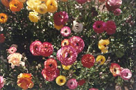 mar_ranun_18.jpg