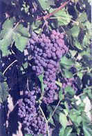 sept_grapes.jpg