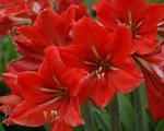 Add your plant photos!