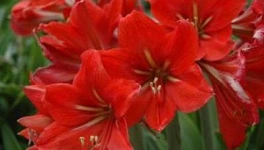 Amaryllis