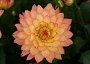 Dahlia spp