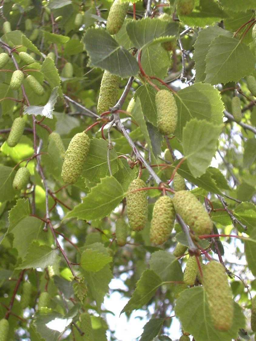 Betula pendula