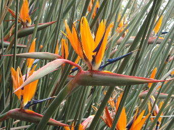 Bird of Paradise