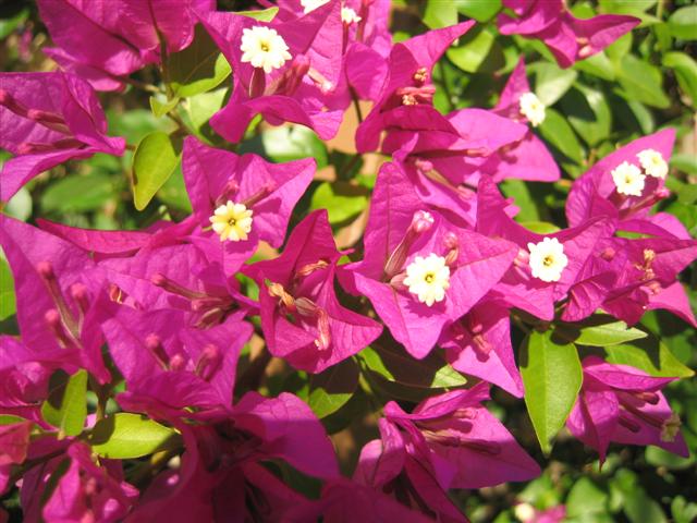 [image] Bougainvillea