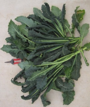 Brassica oleracea ssp. Acephala Group