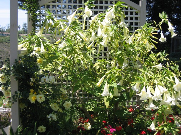 Brugmansia candida